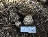  ( - FDS-CA-01660)  @11 [ ] c (2024) Rudy Diaz Fungal Diversity Survey