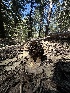 ( - FDS-CA-01660)  @11 [ ] c (2024) Rudy Diaz Fungal Diversity Survey