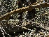  ( - FDS-CA-01675)  @11 [ ] c (2024) Rudy Diaz Fungal Diversity Survey
