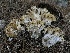  ( - FDS-CA-01679)  @11 [ ] c (2024) Rudy Diaz Fungal Diversity Survey