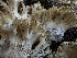  ( - FDS-CA-01679)  @11 [ ] c (2024) Rudy Diaz Fungal Diversity Survey