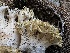  ( - FDS-CA-01679)  @11 [ ] c (2024) Rudy Diaz Fungal Diversity Survey