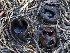  ( - FDS-CA-00161)  @11 [ ] by-nc (2024) Taye Bright Fungal Diversity Survey