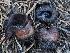  ( - FDS-CA-00161)  @11 [ ] by-nc (2024) Taye Bright Fungal Diversity Survey