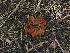  (Gyromitra sp. olympiana-PNW09 - FDS-CA-04693)  @11 [ ] by (2024) Justin Paulin Fungal Diversity Survey