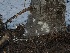  ( - FDS-CA-04695)  @11 [ ] by (2024) Justin Paulin Fungal Diversity Survey