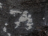  ( - FDS-CA-04695)  @11 [ ] by (2024) Justin Paulin Fungal Diversity Survey