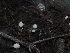 ( - FDS-CA-04695)  @11 [ ] by (2024) Justin Paulin Fungal Diversity Survey