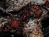  ( - FDS-CA-04701)  @11 [ ] by (2024) Justin Paulin Fungal Diversity Survey