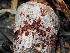  ( - FDS-CA-04701)  @11 [ ] by (2024) Justin Paulin Fungal Diversity Survey