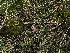  ( - FDS-CA-04702)  @11 [ ] by (2024) Justin Paulin Fungal Diversity Survey