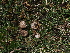  ( - FDS-CA-04702)  @11 [ ] by (2024) Justin Paulin Fungal Diversity Survey