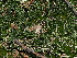  ( - FDS-CA-04702)  @11 [ ] by (2024) Justin Paulin Fungal Diversity Survey