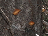  ( - FDS-CA-04703)  @11 [ ] by (2024) Justin Paulin Fungal Diversity Survey