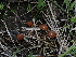 ( - FDS-CA-04706)  @11 [ ] by (2024) Justin Paulin Fungal Diversity Survey