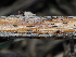  ( - FDS-CA-04707)  @11 [ ] by (2024) Justin Paulin Fungal Diversity Survey