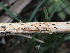  ( - FDS-CA-04707)  @11 [ ] by (2024) Justin Paulin Fungal Diversity Survey