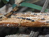  (Rhizoctonia - FDS-CA-04707)  @11 [ ] by (2024) Justin Paulin Fungal Diversity Survey