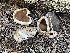  ( - FDS-CA-05293)  @11 [ ] by-nc (2024) Damon Tighe Fungal Diversity Survey