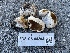  ( - FDS-CA-05293)  @11 [ ] by-nc (2024) Damon Tighe Fungal Diversity Survey