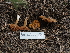  ( - FDS-CA-04258)  @11 [ ] by-nc (2024) Fresno Mycology Society Fungal Diversity Survey