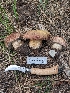  ( - FDS-CA-05208)  @11 [ ] c (2024) Andrew Claassen Fungal Diversity Survey