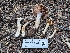  ( - FDS-CA-05207)  @11 [ ] c (2024) Andrew Claassen Fungal Diversity Survey
