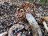 ( - FDS-CA-05207)  @11 [ ] c (2024) Andrew Claassen Fungal Diversity Survey
