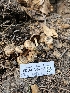  ( - FDS-CA-02211)  @11 [ ] by (2024) Mandy Hackney Fungal Diversity Survey