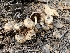  ( - FDS-CA-02211)  @11 [ ] by (2024) Mandy Hackney Fungal Diversity Survey