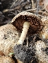  ( - FDS-CA-02211)  @11 [ ] by (2024) Mandy Hackney Fungal Diversity Survey