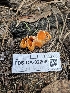  ( - FDS-CA-02206)  @11 [ ] by (2024) Mandy Hackney Fungal Diversity Survey