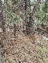  ( - FDS-CA-02206)  @11 [ ] by (2024) Mandy Hackney Fungal Diversity Survey