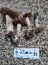  ( - FDS-CA-05189)  @11 [ ] by (2024) Mandy Hackney Fungal Diversity Survey