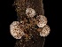  ( - FDS-CA-04715)  @11 [ ] by (2024) Justin Paulin Fungal Diversity Survey