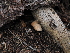  ( - FDS-CA-04715)  @11 [ ] by (2024) Justin Paulin Fungal Diversity Survey