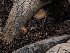  ( - FDS-CA-04715)  @11 [ ] by (2024) Justin Paulin Fungal Diversity Survey