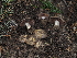  ( - FDS-CA-04713)  @11 [ ] by (2024) Justin Paulin Fungal Diversity Survey