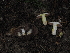  ( - FDS-CA-04713)  @11 [ ] by (2024) Justin Paulin Fungal Diversity Survey