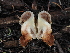  ( - FDS-CA-04714)  @11 [ ] by (2024) Justin Paulin Fungal Diversity Survey