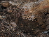  ( - FDS-CA-04716)  @11 [ ] by (2024) Justin Paulin Fungal Diversity Survey