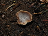  ( - FDS-CA-04716)  @11 [ ] by (2024) Justin Paulin Fungal Diversity Survey
