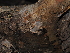  ( - FDS-CA-04716)  @11 [ ] by (2024) Justin Paulin Fungal Diversity Survey
