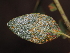  ( - FDS-CA-04735)  @11 [ ] by (2024) Justin Paulin Fungal Diversity Survey