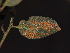  ( - FDS-CA-04735)  @11 [ ] by (2024) Justin Paulin Fungal Diversity Survey