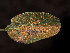 ( - FDS-CA-04735)  @11 [ ] by (2024) Justin Paulin Fungal Diversity Survey
