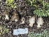  ( - FDS-CA-00300)  @11 [ ] by-nc (2024) Dean Lyons Fungal Diversity Survey