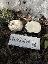  ( - FDS-CA-00213)  @11 [ ] by-nc (2024) Dean Lyons Fungal Diversity Survey
