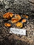  ( - FDS-CA-00215)  @11 [ ] by-nc (2024) Dean Lyons Fungal Diversity Survey