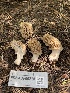  ( - FDS-CA-00218)  @11 [ ] by-nc (2024) Dean Lyons Fungal Diversity Survey